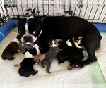 Small Photo #6 Boston Terrier Puppy For Sale in COTTONWOOD, CA, USA