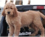 Small Photo #7 Goldendoodle Puppy For Sale in STANLEY, WI, USA