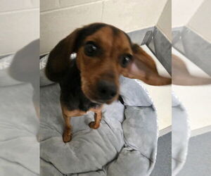 Mutt Dogs for adoption in Glen Allen, VA, USA