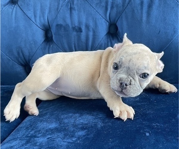 Medium Photo #3 French Bulldog Puppy For Sale in CHICAGO, IL, USA