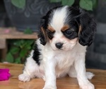 Small #5 Cavalier King Charles Spaniel