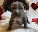 Small Photo #9 American Bully Puppy For Sale in OCALA, FL, USA
