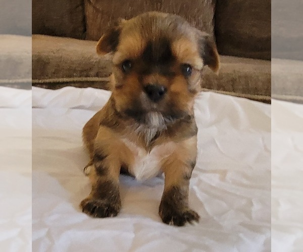 Medium Photo #1 Yorkshire Terrier Puppy For Sale in PIQUA, OH, USA
