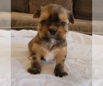 Small Photo #1 Yorkshire Terrier Puppy For Sale in PIQUA, OH, USA