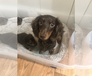 Mother of the Dachshund puppies born on 07/27/2022
