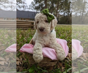 Goldendoodle Puppy for sale in DICKINSON, TX, USA