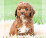 Small #1 Cavapoo (Miniature)