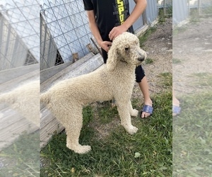 Father of the Goldendoodle-Poodle (Standard) Mix puppies born on 08/13/2022