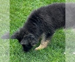 Small Photo #35 German Shepherd Dog Puppy For Sale in JURUPA VALLEY, CA, USA