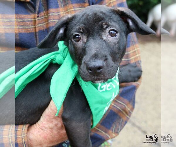 Medium Photo #4 Feist Terrier-Retriever  Mix Puppy For Sale in Washington, DC, USA