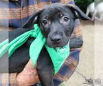 Small #3 Feist Terrier-Retriever  Mix