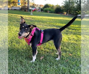 Mina - Female Mutt Dog for Adoption - Photo #2