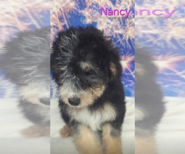 Medium Photo #3 Australian Shepherd-Poodle (Toy) Mix Puppy For Sale in AZLE, TX, USA
