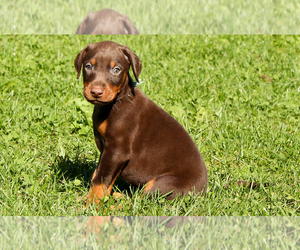 Doberman Pinscher Puppy for sale in BON AQUA, TN, USA