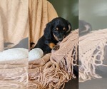 Puppy Toffee Dachshund