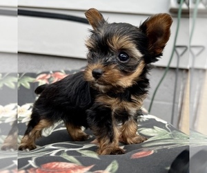 Yorkshire Terrier Puppy for Sale in BRUNSWICK, Ohio USA