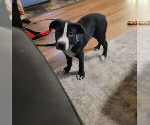 Mutt Dogs for adoption in New London, WI, USA