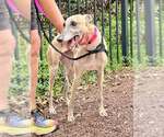 Small Greyhound