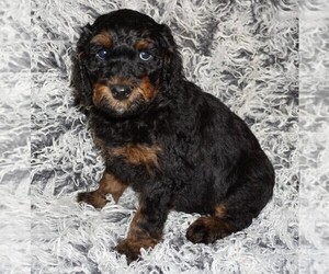 Miniature Labradoodle Puppy for sale in LA HABRA, CA, USA