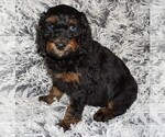 Image preview for Ad Listing. Nickname: black phantom