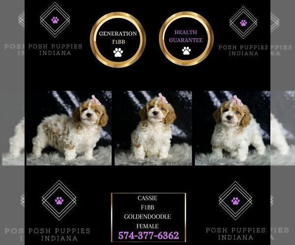 Medium Photo #2 Goldendoodle (Miniature) Puppy For Sale in WARSAW, IN, USA