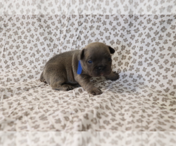 Medium Photo #1 French Bulldog Puppy For Sale in MANCHESTER, MI, USA