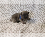 Small Photo #1 French Bulldog Puppy For Sale in MANCHESTER, MI, USA