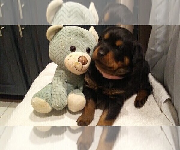 Full screen Photo #4 Rottweiler Puppy For Sale in CONWAY, AR, USA