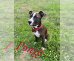 Small #5 American Pit Bull Terrier Mix