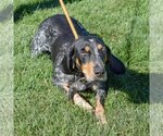 Small Photo #4 Bluetick Coonhound Puppy For Sale in Huntley, IL, USA