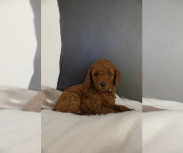 Medium Photo #7 Poodle (Miniature) Puppy For Sale in WEST JORDAN, UT, USA