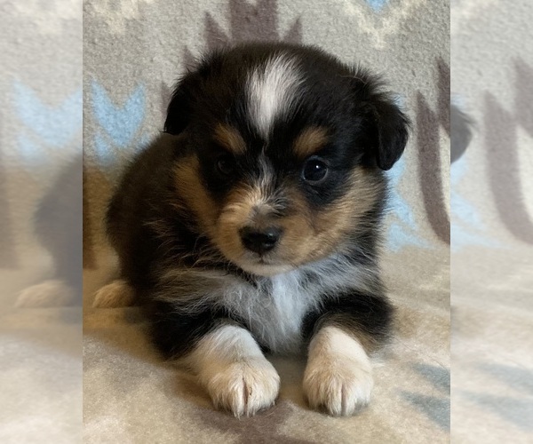 Medium Photo #3 Shel-Aussie Puppy For Sale in FORT MORGAN, CO, USA