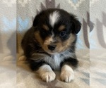 Small #2 Shel-Aussie