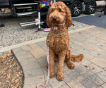 Small Photo #1 Goldendoodle Puppy For Sale in RIALTO, CA, USA