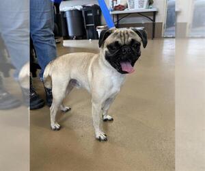 Pug Dogs for adoption in Chula Vista, CA, USA