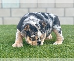 Small Photo #6 English Bulldog Puppy For Sale in CHICAGO, IL, USA