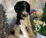 Small Photo #3 Poodle (Standard) Puppy For Sale in BLOUNTVILLE, TN, USA