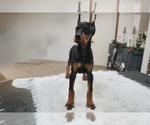 Small #8 Doberman Pinscher