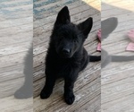 Small Photo #13 German Shepherd Dog Puppy For Sale in DECATUR, TX, USA