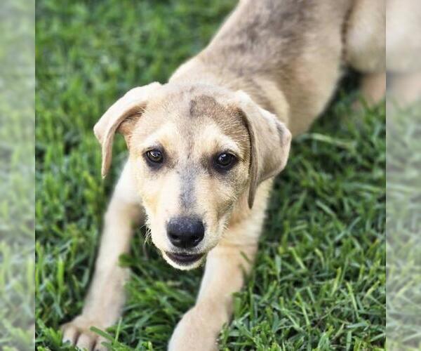 Medium Photo #3 Labrador Retriever-Unknown Mix Puppy For Sale in San Diego, CA, USA