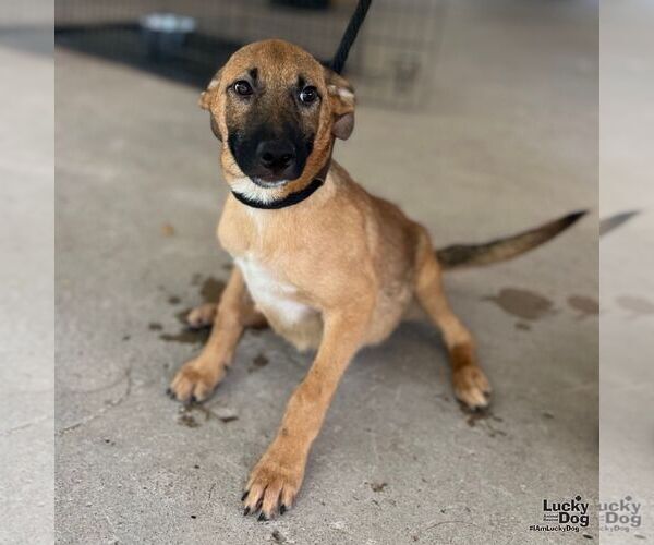 Medium Photo #1 Black Mouth Cur-Unknown Mix Puppy For Sale in Washington, DC, USA