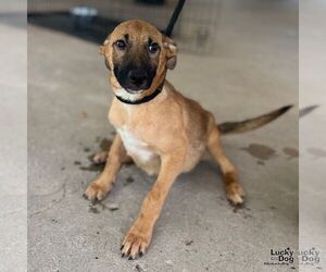Black Mouth Cur-Unknown Mix Dogs for adoption in Washington, DC, USA