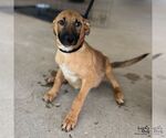 Small Black Mouth Cur Mix
