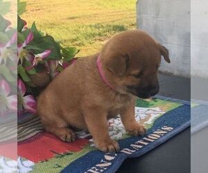 Shiba Inu Puppy for sale in INALA, OK, USA