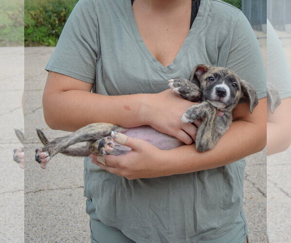 Medium Photo #5 Labsky Puppy For Sale in Huntley, IL, USA