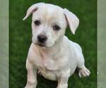 Small Photo #14 Chihuahua-Unknown Mix Puppy For Sale in San Diego, CA, USA