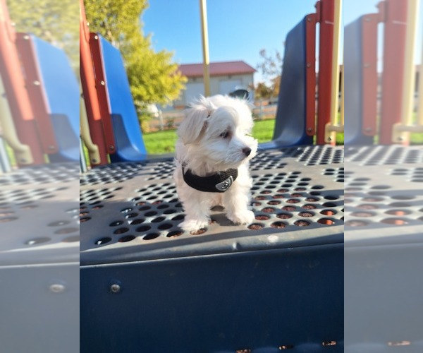 Medium Photo #3 Maltese Puppy For Sale in BEAR RIVER, WY, USA