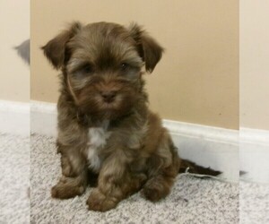 Havanese Puppy for sale in WEST CONCORD, MN, USA