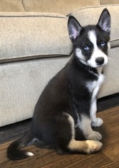 Siberian Husky Puppy for sale in BOWLING GREEN, KY, USA
