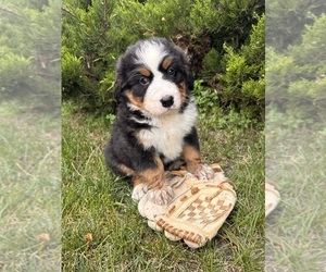 Bernese Mountain Dog Puppy for sale in MIDDLEBURY, IN, USA
